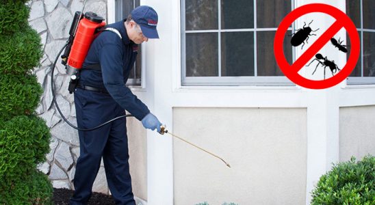 Adapazarı Pire İlaçlama böcek ilaçlama ve haşere kontrolü — ilaclama-tr.com
